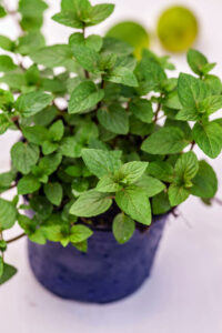 Indoor Gardens: 7 Easy Herbs to Grow
